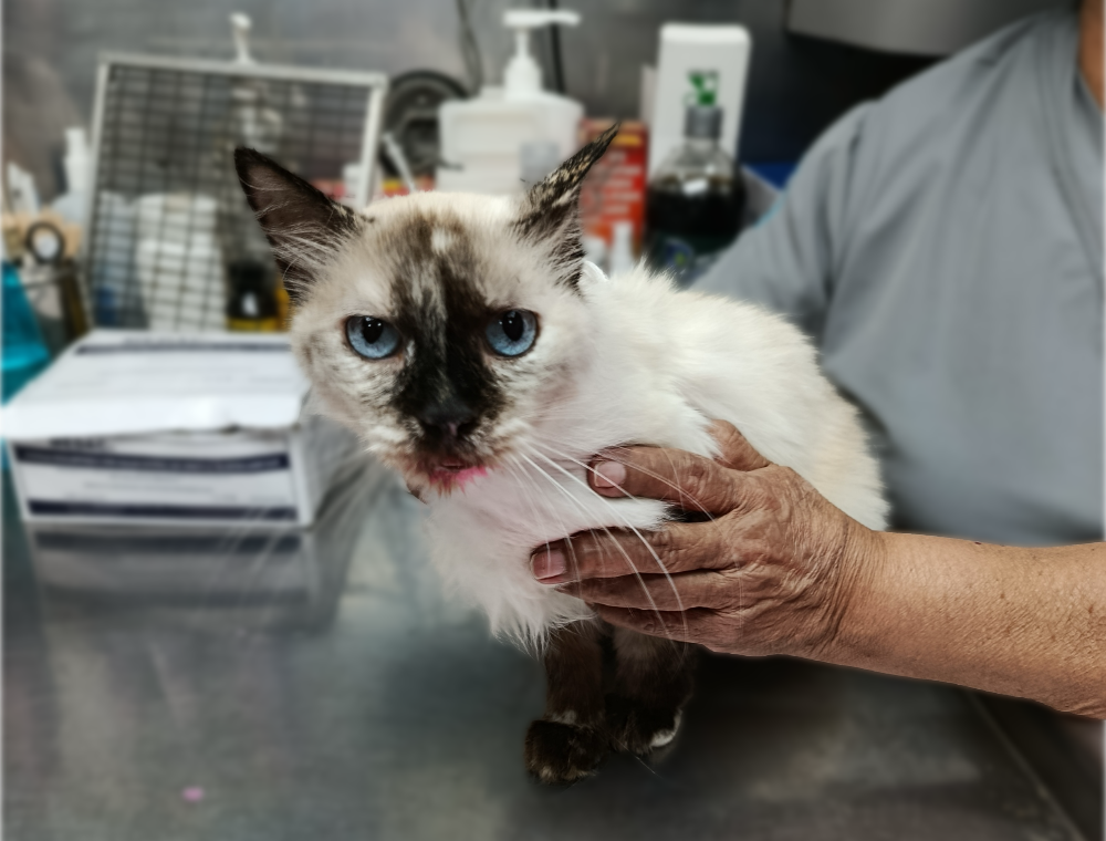Atención médica y cuidado de mascotas afectadas